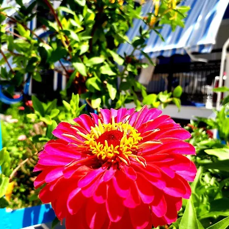 Hotel Zante Dahlia
