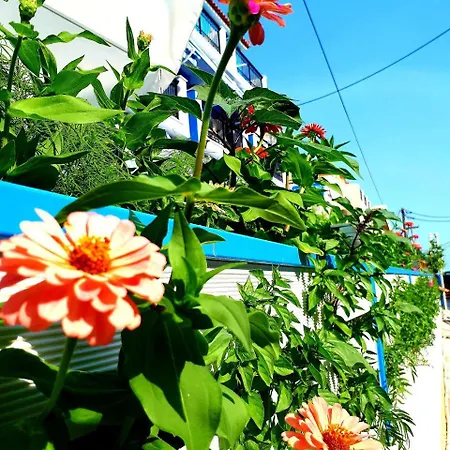 Zante Dahlia