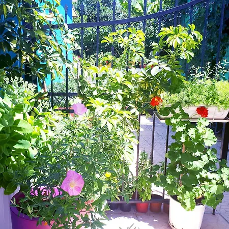 Zante Dahlia 3* Laganas