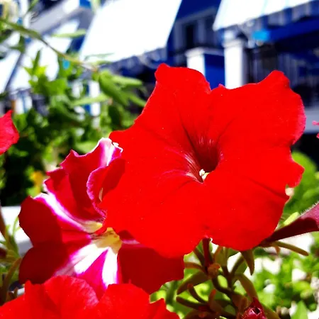 Zante Dahlia Hotel