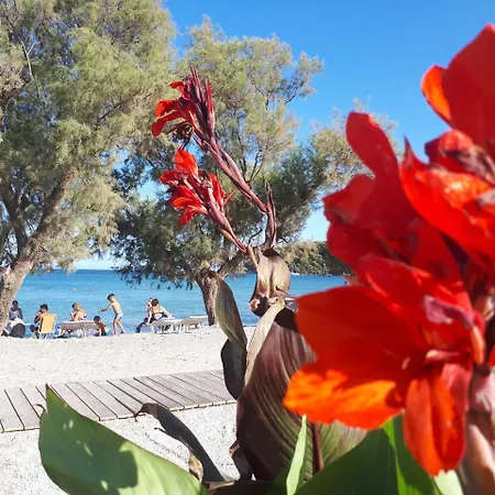 Zante Dahlia 3*