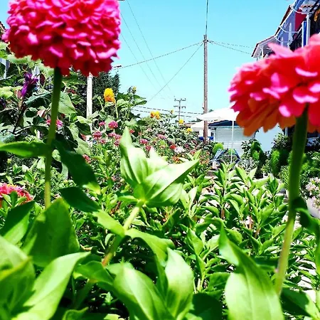 Zante Dahlia 3*